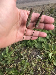 Phleum pratense
