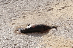 Phocoena phocoena relicta