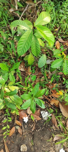 Cinnamomum burmanni