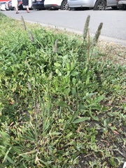 Phleum pratense