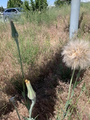 Tragopogon miscellus