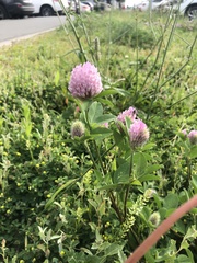 Trifolium pratense