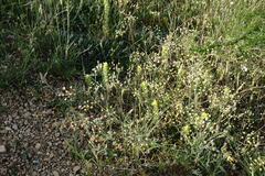 Rumia crithmifolia