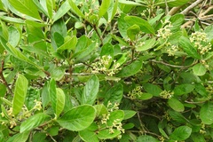 Psychotria erythrocarpa