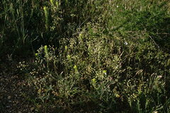 Rumia crithmifolia