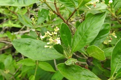 Psychotria erythrocarpa