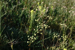 Rumia crithmifolia