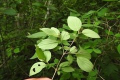 Bouvardia dictyoneura