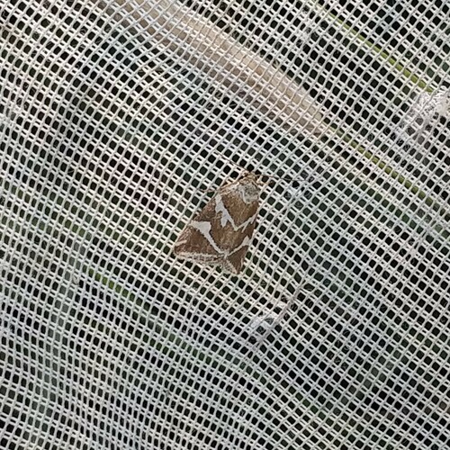 Silver barred, Wageningen, Nederland, photo 8 of 10