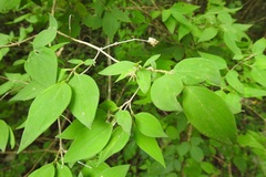 Bouvardia dictyoneura