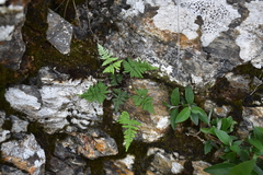 Aleuritopteris formosana