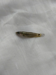 Pseudoxiphophorus jonesii