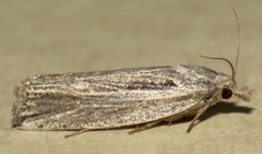 Eucosma bilineana