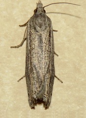 Eucosma bilineana