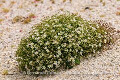 Minuartia recurva