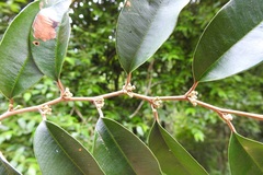 Chrysophyllum mexicanum