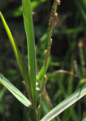 Setaria geminata