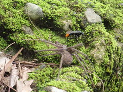 Tachypompilus analis