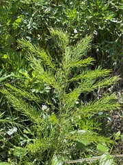 Asparagus schoberioides