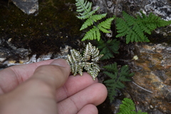 Aleuritopteris formosana