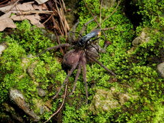 Tachypompilus analis