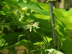 Protandrena passiflorae