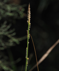 Setaria geminata