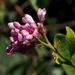 Spear-leaved Dogbane - Photo (c) Ron Frumkin, some rights reserved (CC BY-NC), uploaded by Ron Frumkin