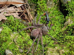 Tachypompilus analis