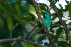 Dacnis nigripes