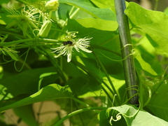 Protandrena passiflorae
