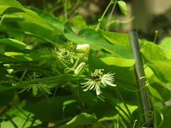 Protandrena passiflorae