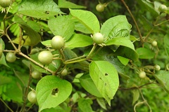 Lycianthes lenta