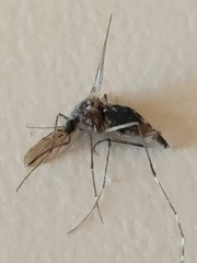 Coquillettidia perturbans