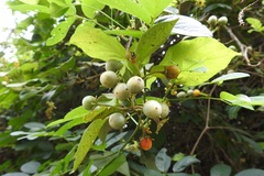 Lycianthes lenta