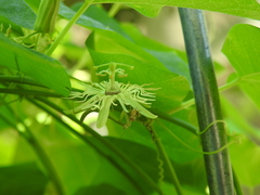 Protandrena passiflorae