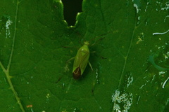 Calocoris