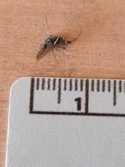 Coquillettidia perturbans