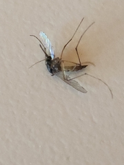 Coquillettidia perturbans