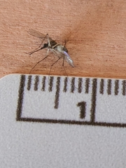 Coquillettidia perturbans