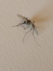 Coquillettidia perturbans