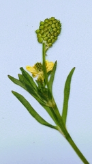 Ranunculus inamoenus inamoenus