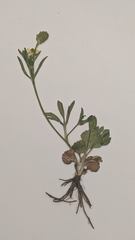 Ranunculus inamoenus inamoenus