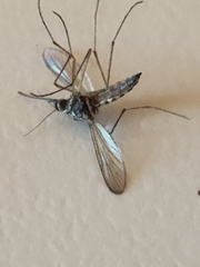 Coquillettidia perturbans