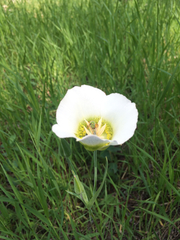 Calochortus gunnisonii