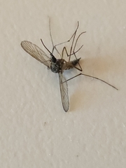 Coquillettidia perturbans