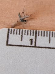 Coquillettidia perturbans