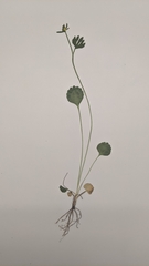 Ranunculus inamoenus