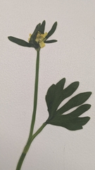 Ranunculus inamoenus