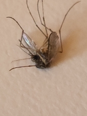 Coquillettidia perturbans